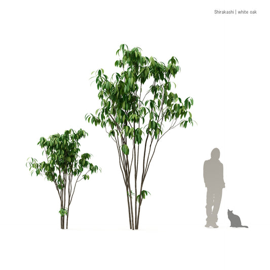 シラカシ | 3D樹木データ