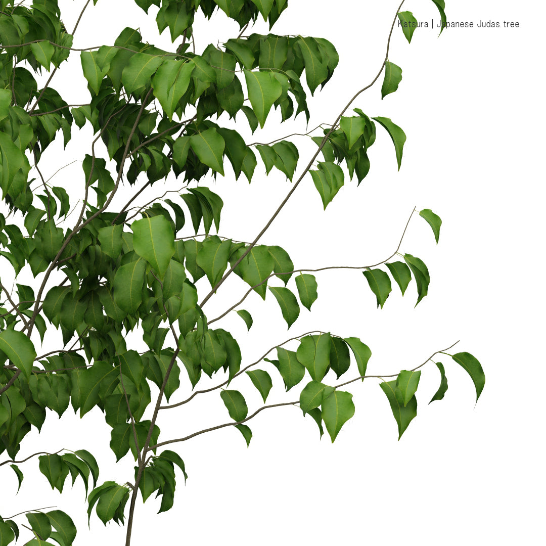 ソヨゴ | 3D樹木データ
