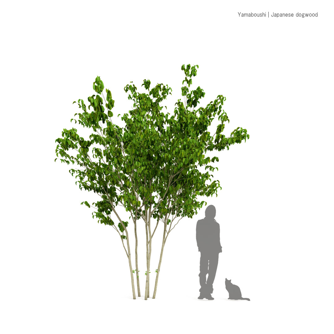 ヤマボウシ | 3D樹木データ
