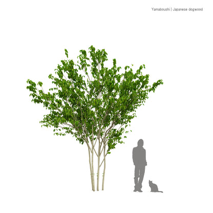 ヤマボウシ | 3D樹木データ
